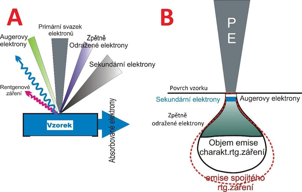 3 INTERAKCE PŘÍMÁRNÍCH ELEKTRONŮ S PÉVNOU LÁTKOU Informace o vzorku získáme ze signálů vznikající při interakci PE s jeho povrchem.