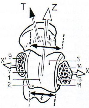 Z sagitální osa, T osa collum tali, L přední strana trochleární plochy, l zadní strana trochlerátní plochy XX transverzální osa procházející oběma kotníky (KAPANDJI, 1987) Obr.
