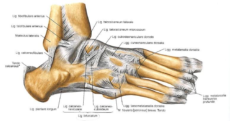 Příloha 2: ligamenta hlezenního kloubu a nohy