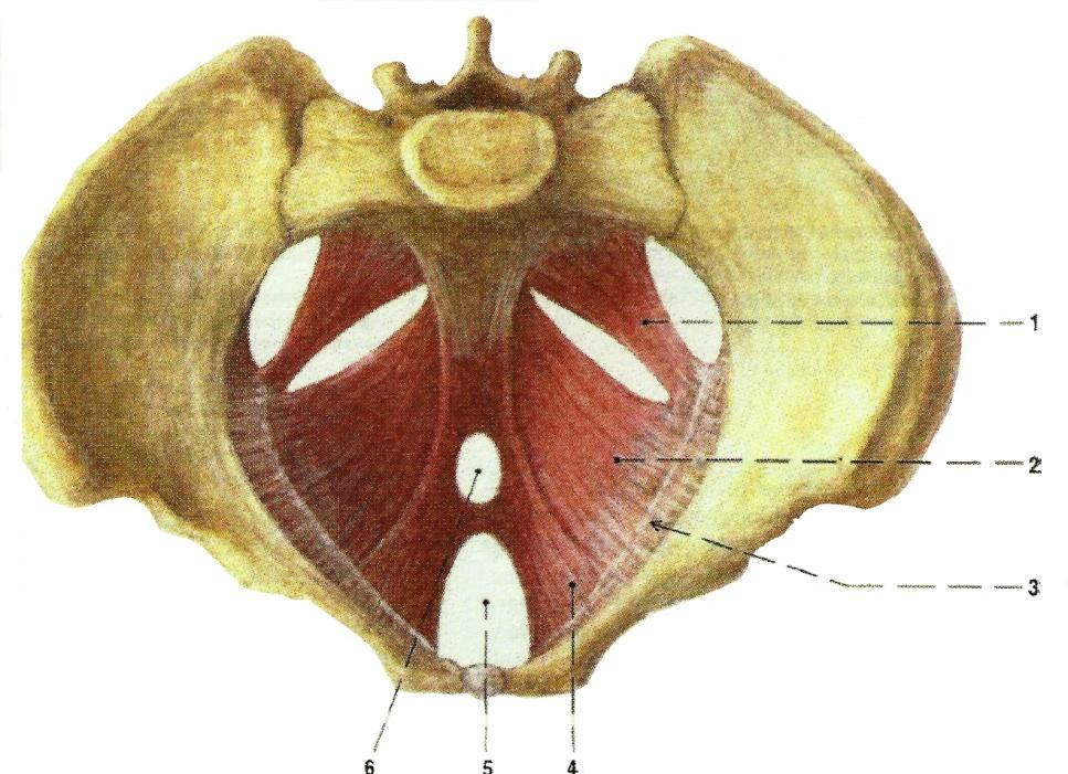 Obrázek 6. Svaly pánevního dna (Čihák, 2001). 1. musculus coccygeus 2-4. musculus levator ani 2. musculus iliococcygeus 3. arcus tendineus musculi levatoris ani 4. musculus pubococcygeus 5.