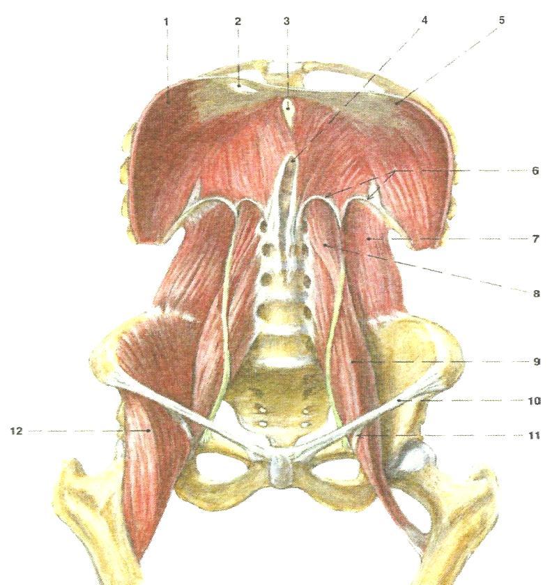 Obrázek 8. Bránice a zadní břišní stěna (Čihák, 2001). 1. hraniční klenba, pravá strana, 2. foramen venae cavae, 3. hiatus oesophagus, 4. hiatus aorticus, 5. hraniční klenba, levá strana, 6.