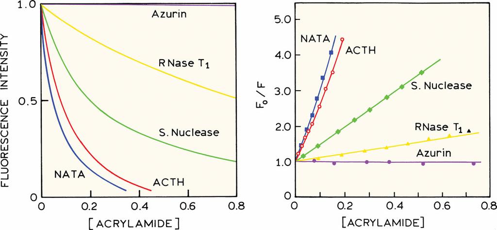 Zhášení proteinů s jedním tryptofanem roztokem akrylamidu O NH 2 N H HN O Adrenocorticotropin hormone Čím je sklon Stern-Volmerova grafu větší, tím větší je míra