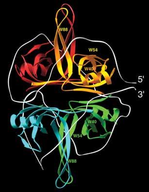 Interakce proteinu a DNA Při interakci proteinu s DNA dohází ke zhášení tryptofanu bázemi DNA SSB (single-stranded