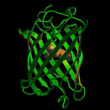 Green Fluorescent Protein λ ex = 488 nm, λ em =507nm http://www.cytographica.com/animations/fret2.