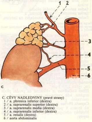 Glandula suprarenalis cévní zásobení A. suprarenalis superior z a.