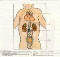 parasympathica chemoreceptory (O 2, ph) v činnosti po celý dlouhý