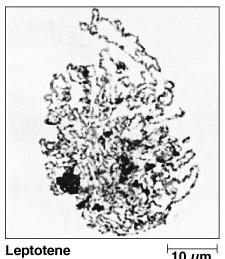 Meióza profáze i. leptotene Chromozomy málo spiralizované začátek kondenzace.