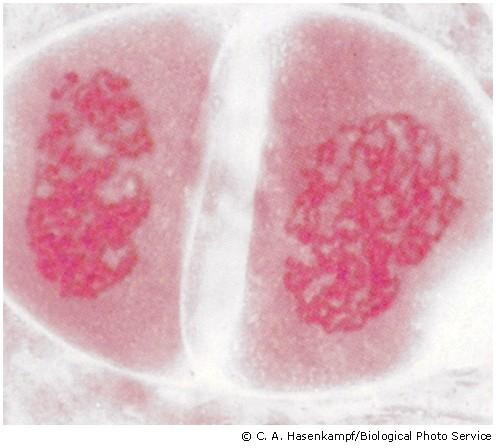 Meióza homeotypické dělení