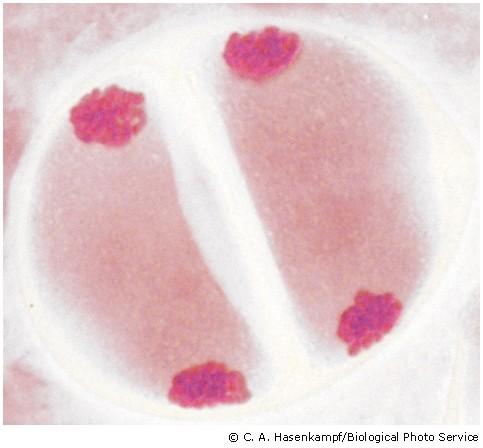 week4/13meiosis events.