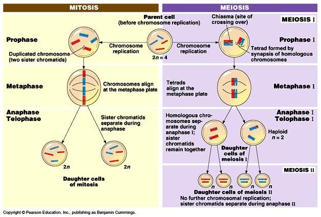 Srovnání mitózy a meiózy http://www.stmary.