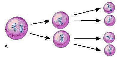 Princip meiózy V průběhu meiózy buňka podléhá dvěma po sobě těsně následujícím dělením.