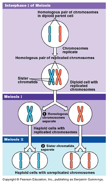 Meióza - přehled Mateřské jádro obsahuje 2n chromozomů. Vždy dva HOMOLOGNÍ nesou stejné geny. Jeden chromozom z páru pochází od otce a druhý od matky.