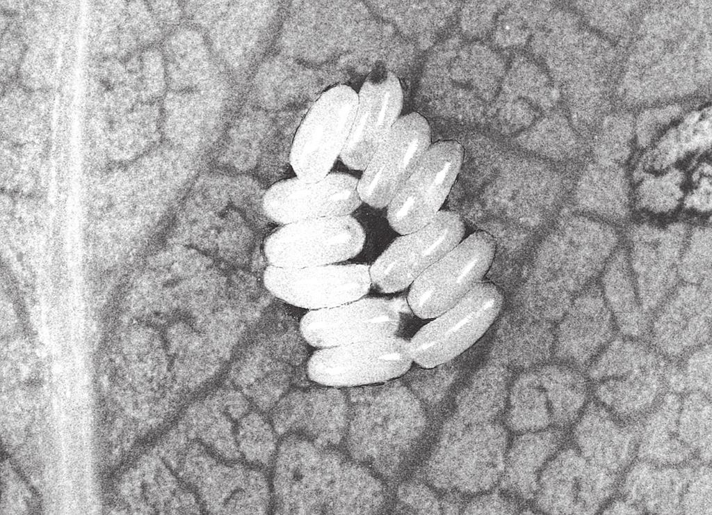 Fig. 8. Egg-laying of P. vitellinae on the abaxial face of leaves of S. fragilis. Bílovice nad Svitavou, 15 May 1999 Fig. 9. Egg-laying of P. vitellinae on the abaxial face of leaves of S. fragilis. Eggs are covered on their surface by the secretion of accessory glands.