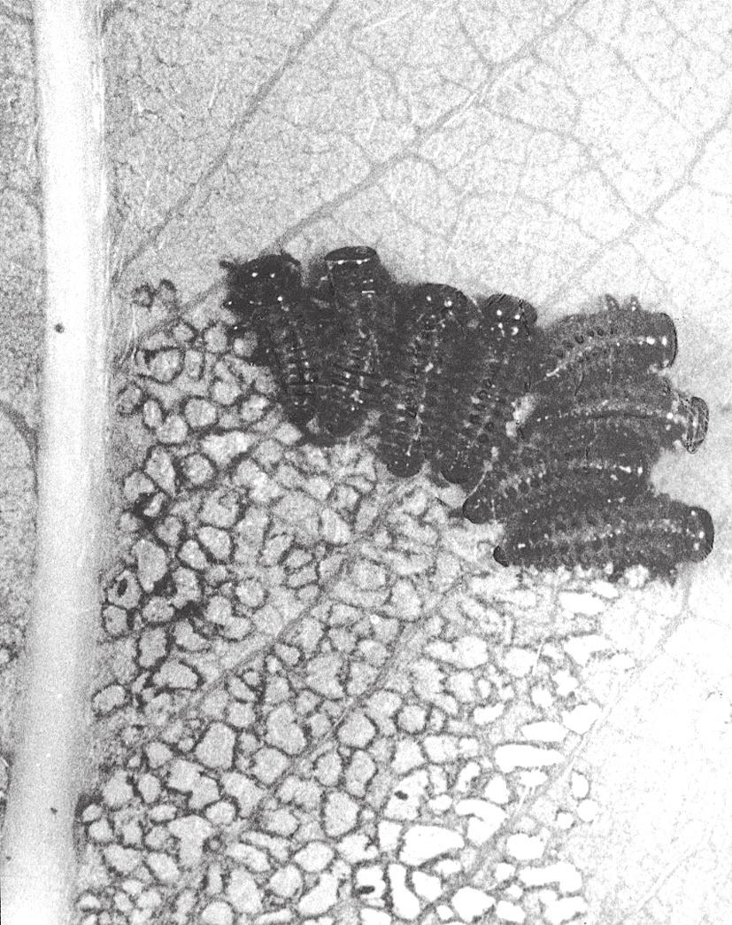 Fig. 15. Larvae of the 1st instar of P. vitellinae during feeding on the abaxial face of leaves of S. fragilis. Bílovice nad Svitavou, 25 May 1998 Fig. 16. Larvae of the 2nd instar of P.