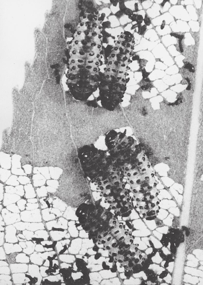 Fig. 19. Abaxial face of leaves of S. fragilis damaged by larvae of the 3rd instar of Lochmaea capreae (L.) (left) and P. vitellinae (right). Laboratory rearings, 8 June 1996 Fig. 18.