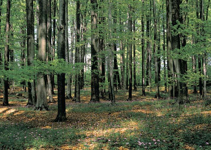 CHKO TfieboÀsko Pfiírodní rezervace Bukové kopce Fragment buãiny uprostfied komplexu hospodáfiského lesa s pfievahou jehliãnanû,,5 km severov chodnû od Klikova.
