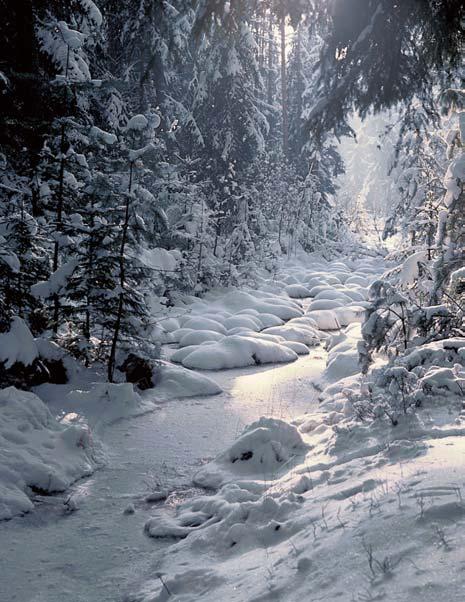 KVùTENA V druhotn ch lesních porostech, na místech pûvodního submontánního blatkového ra elini tû (Pino rotundatae-sphagnetum), tvofien ch pfieváïnû borovicí lesní (Pinus sylvestris) a smrkem ztepil