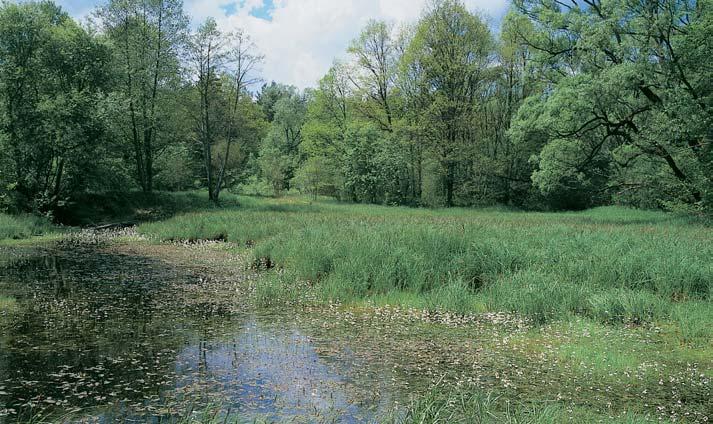 âeskobudûjovicko GEOLOGIE RÛznobarevné pískovce, slepence, jílovce a prachovce svrchní kfiídy v rámci spodního oddílu klikovského souvrství (turon campan) jsou pfiekryty pleistocenními fluviálními