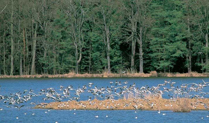 CHKO TfieboÀsko Pfiírodní rezervace Rod Rybník Rod (3 ha) s ra elini tûm ve v topû, 0,5 km v chodnû od FrahelÏe.