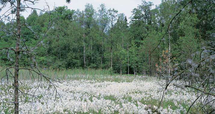 âeskobudûjovicko GEOLOGIE Horninové podloïí tvofií svrchnokfiídové sedimenty klikovského souvrství (turon campan), pfii v chodní hranici se jiï objevují migmatity moldanubika.