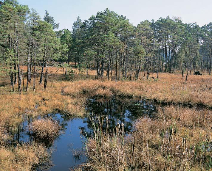 CHKO TfieboÀsko 3 Pfiírodní památka Hlinífi Ra elini tû,5 km západnû od obce PonûdráÏka u severního okraje rybníka Hlinífi (8 ha).