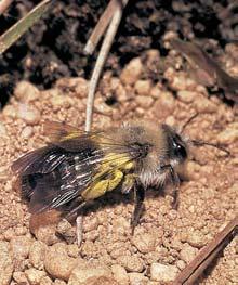 chozy. PÛda je znaãnû skeletovitá kambizem typická. Z geomorfologického hlediska se jedná o drobnou, ale v rovinatém terénu pomûrnû nápadnou vyv eninu zvedající se o nûkolik metrû nad okolí.