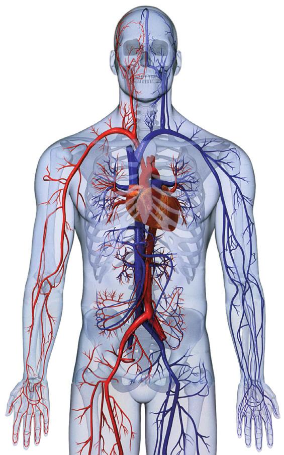 Počas vyšetrenia Vám kardiológ v lokálnej anestézii zavedie malú dutú cievku (katéter) do tepny artérie v oblasti dolnej končatiny (v slabine) alebo hornej končatiny (na predlaktí).