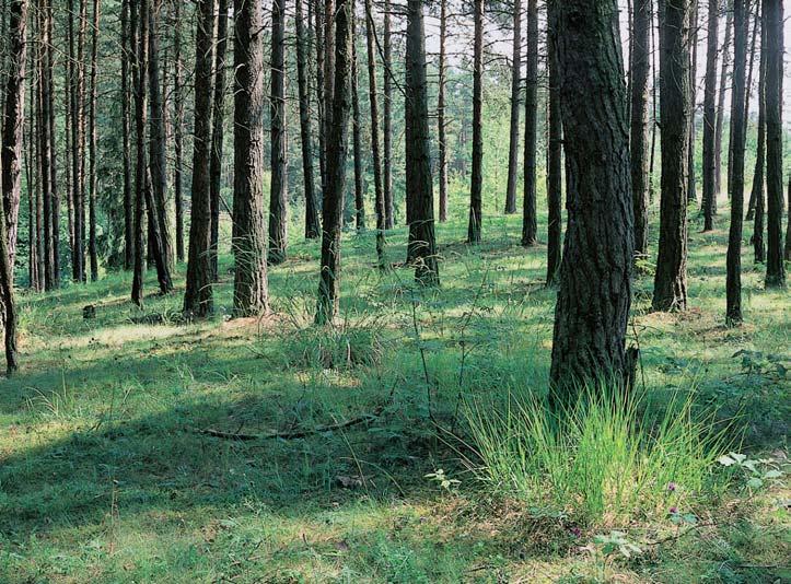 âeskobudûjovicko 3 GEOLOGIE Horninov podklad tvofií hadce (serpentinity), jen na okraji chránûného území zasahuje granulit. Trhliny v hadci vyplàuje mnohde hadcov magnesit, kter se zde dfiíve tûïil.