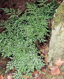 Bylinné patro nejãastûji tvofií kostfiava ovãí (Festuca ovina), strdivka nicí (Melica nutans), silenka nadmutá (Oberna behen), chrpa ãekánek (Colymbada scabiosa), matefiídou ka vejãitá (Thymus