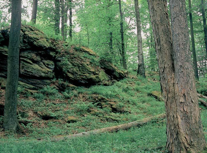 CHKO Blansk les 3 rezervace Malá skála Smí en pfiirozen les na západním svahu vrcholu Bulového (95,8 m), 3,5 km jihozápadnû od obce Brloh.