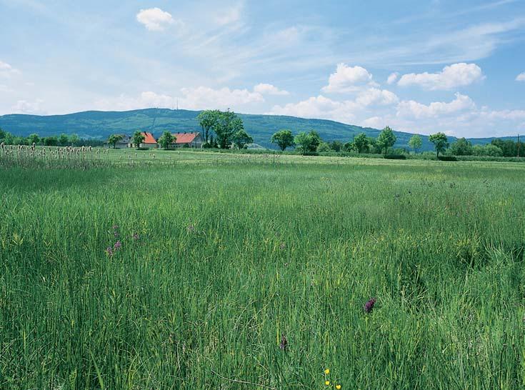 KVùTENA Vegetaci tvofií mozaika luãních a mokfiadních rostlinn ch spoleãenstev.