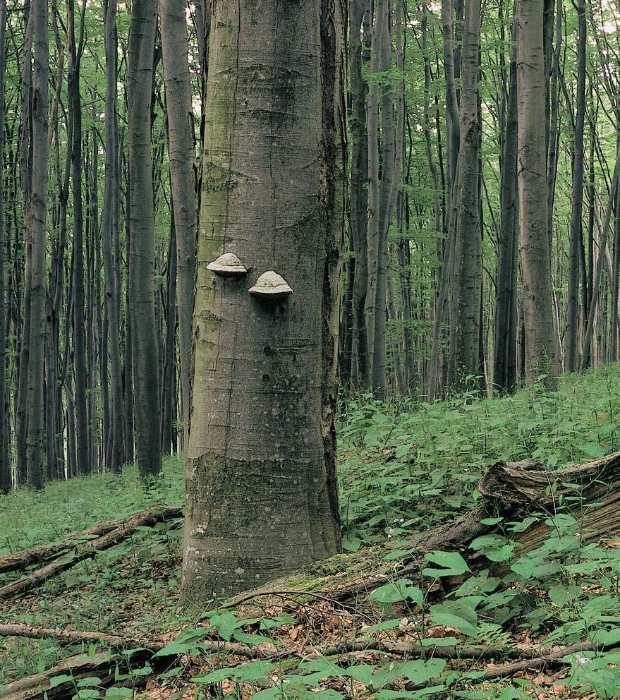 KVùTENA V pfiírodní rezervaci rostou kvûtnaté buãiny skyãelnicí devítilistou (Dentario enneaphylli-fagetum) a kostfiavové buãiny (Festuco altissimae- Fagetum).