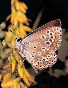 V depresích a podél drobn ch struïek pfieva- Ïují vysokobylinná spoleãenstva svazu Calthion s porosty ostfiice trsnaté (Carex cespitosa) a spoleãenstva vysok ch ostfiic svazu Caricion gracilis s