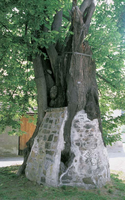 âeskobudûjovicko Památné stromy. Dub letní, okres âesk Krumlov, k. ú. Holubov, po levé stranû silnice Holubov KfiemÏe pfied tratí. O: 445 cm, Vs: 7 m, S: 00 let.. Dub letní, okres âesk Krumlov, k. ú. Holubov, p. ã.