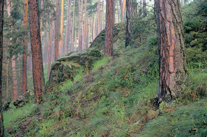 CHKO Blansk les rezervace Holubovské hadce Lesnaté svahy údolí KfiemÏského potoka rozbrázdûné pfiíãm mi roklemi asi 0,6 km v chodnû od obce Holubov.