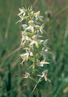 KVùTENA Vúzemí pfiírodní památky pfievládají spoleãenstva mezofilních luk svazu Arrhenatherion s poãetnou populací prstnatce listenatého (Dactylorhiza longebracteata).