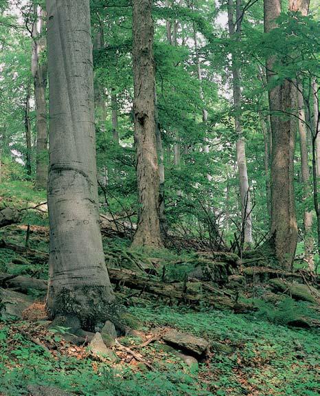 CHKO Blansk les rezervace Jaronínská buãina V chodní svahy severního v bûïku masivu Buglaty, 5 km severnû od obce Brloh.