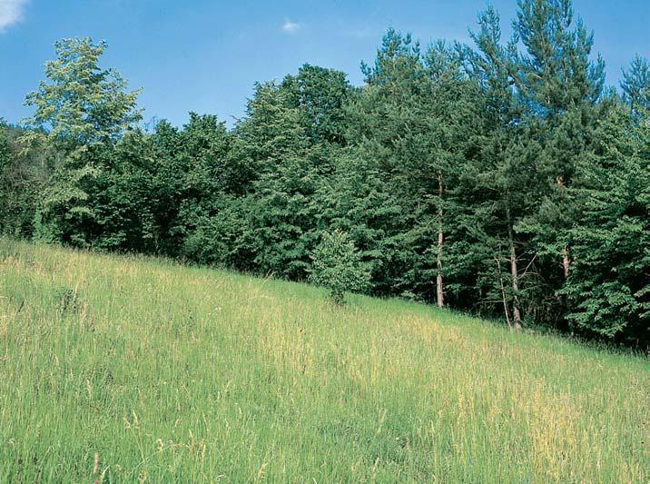 KVùTENA Vúzemí pfiírodní památky dominují teplomilná kfiovinná spoleãenstva svazu Berberidion s hlohem jednosemenn m (Crataegus monogyna), slivoní trnitou (Prunus spinosa) a dfii Èálem obecn m