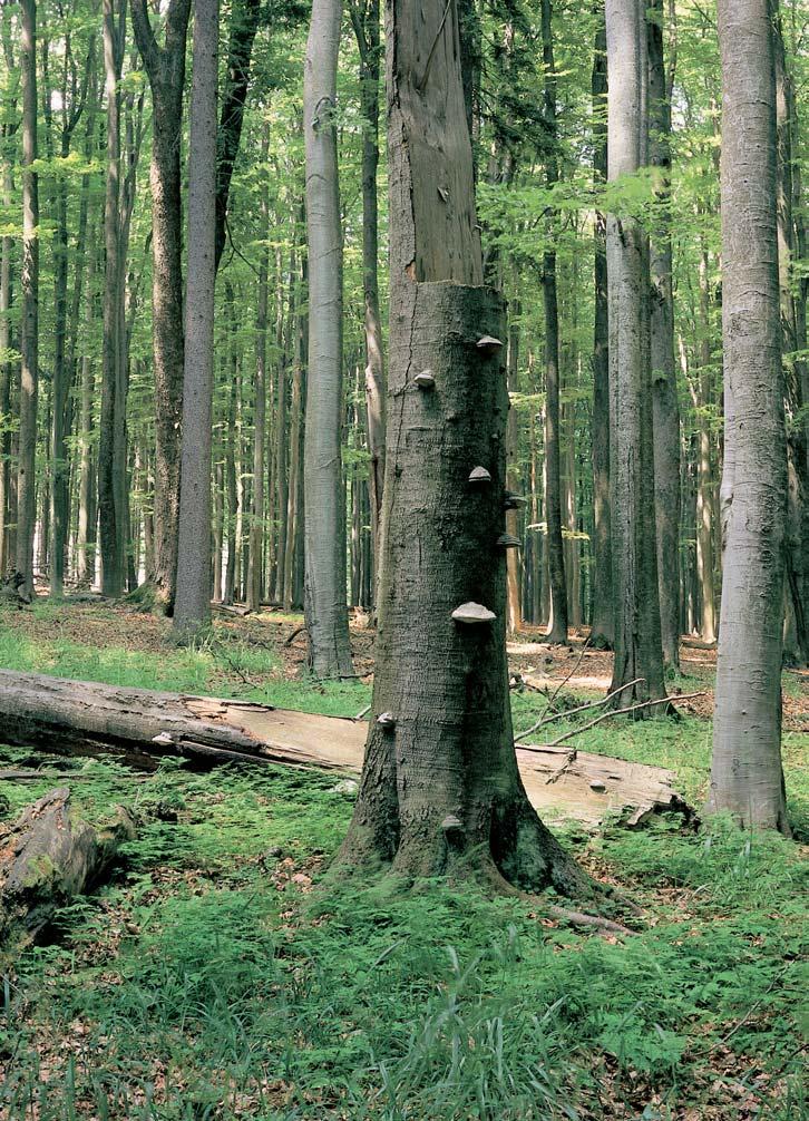 rezervace KleÈ Lesní porosty ve vrcholové ãásti masivu Kletû (084, m) na severov chodních svazích hory, 3 km jihozápadnû od obce Krásetín.