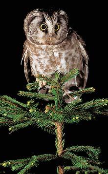 SuÈová pole na Kleti jsou biotopem vrásenky pomezní (Discus ruderatus) azemouna skalního (Aegopis verticillus) apo- dobnû jako v sutích Vysoké Bûty se tu vyskytují rovnûï zajímavé druhy pavoukû.