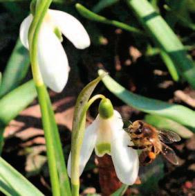 cz, telefon: 469 677 128 V TOMTO ČÍSLE NAJDETE Novinky v roce 2011 strana 1 Jaro ve Včelařském arboretu strana 1 Nové plochy Království mateřídoušek