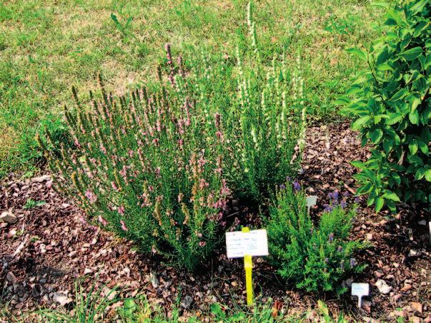 čmeláky HIPPOKRATES léčba průdušek STŘEDOVĚK očišťování interiérů kostelů do místností nemocných na podlahy obydlí a chlévů Zářivě modré květy jsou