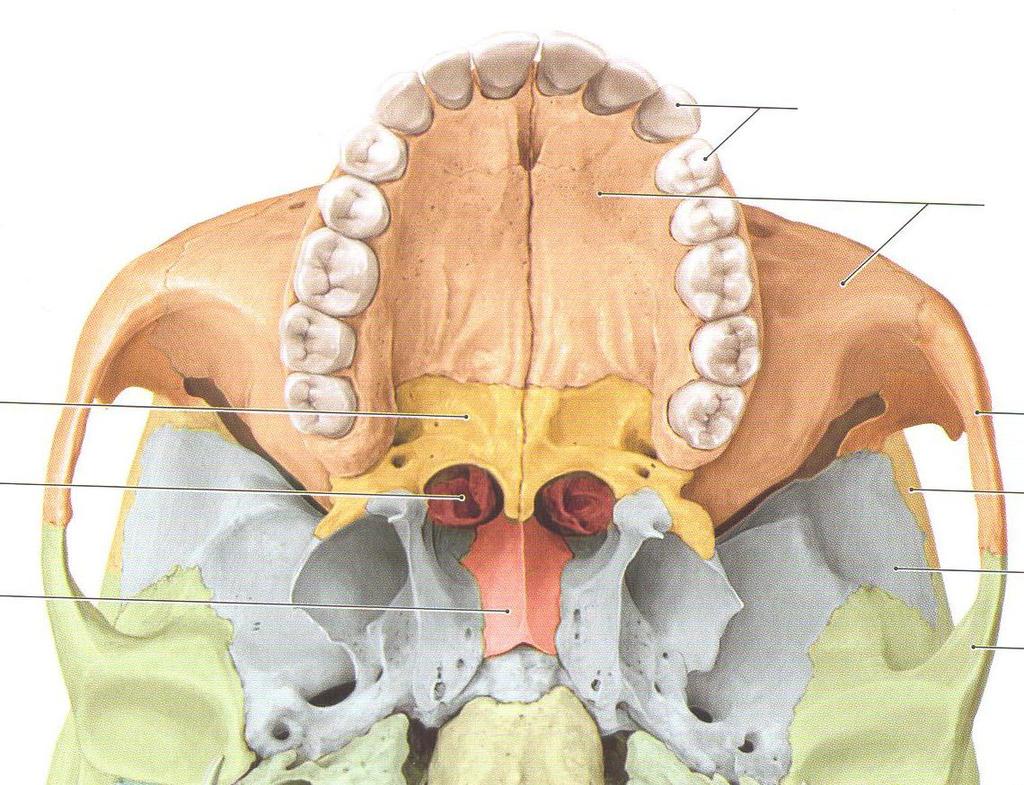 Norma basalis Zuby Maxilla