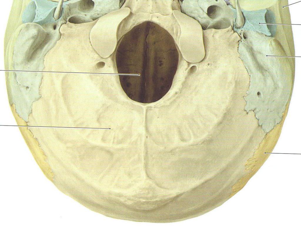 inferior vomer processus