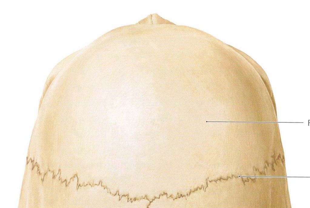 Calva norma verticalis měrné body