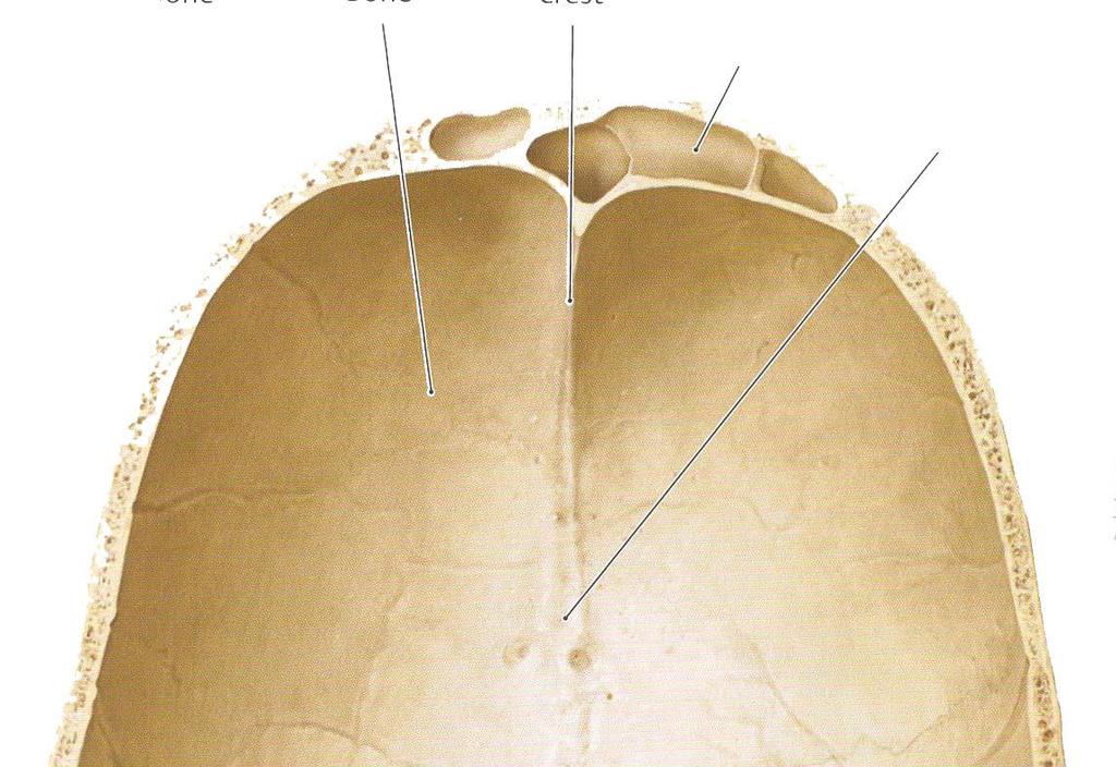 Calva zevnitř frontal sinus sulcus sinus sagittalis