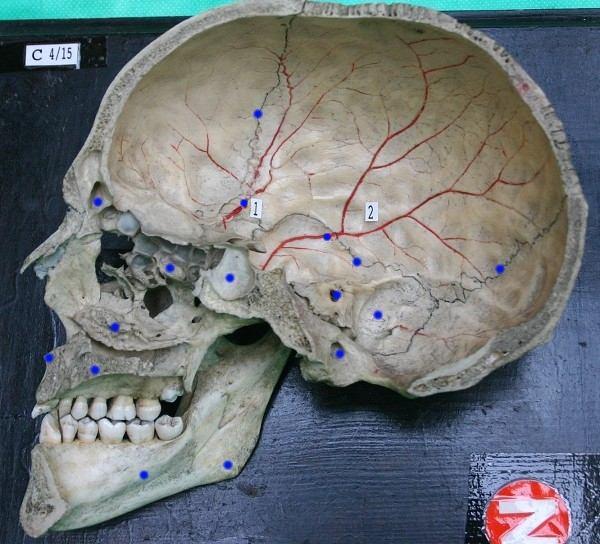 Lebka sagittální řez sulcus = žlábek sulci arteriae meningeae mediae