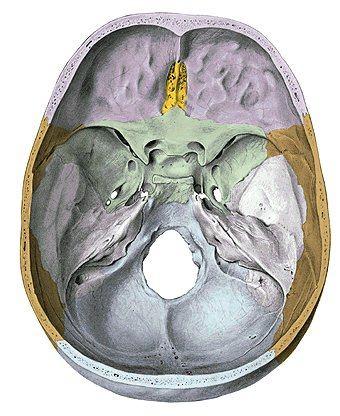 Os sphenoidale umístění pravá očnice os ethmoidale, frontale,
