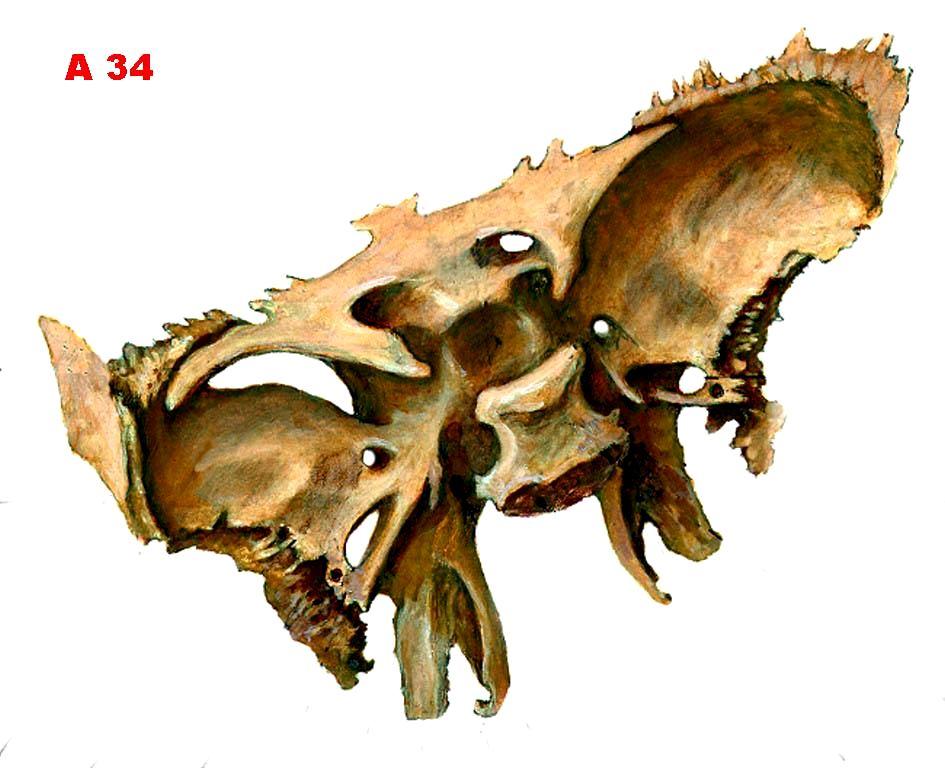 Os sphenoidale otvůrky a žlábky na horní straně, pohled shora a zezadu zleva canalis opticus sulcus prechiasmaticus fissura