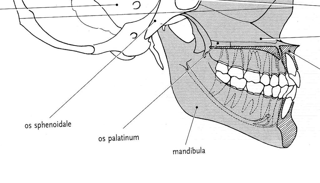 Lebka P O T (P) S Pal M F N E V Max neurocranium capsula encephalica,